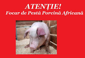 ATENȚIE!!!  Focar de Pestă Porcină Africană în raionul Șoldănești!