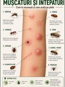 ATENȚIE LA VIRUSUL WEST NILE! MĂSURI SIMPLE PENTRU PREVENIREA ÎNȚEPĂTURILOR DE ȚÂNȚARI